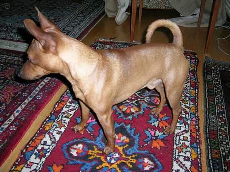 Dvaergpinscher Hubert - Hubert alene billede 2