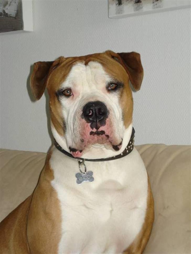 Amerikansk bulldog - ABO's Kenzo - Hej hej.. Jeg er så Kenzo.. Er jeg ikke fin? :) billede 1