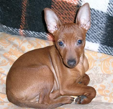 Dvaergpinscher Hubert - Hubert ½ år gammel billede 4