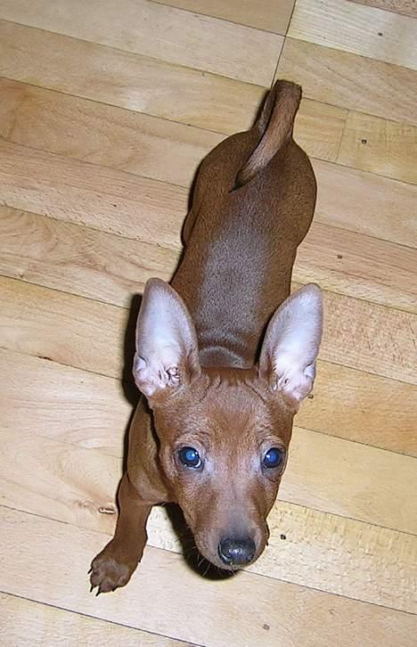 Dvaergpinscher Hubert - Hubert ½ år gammel billede 5
