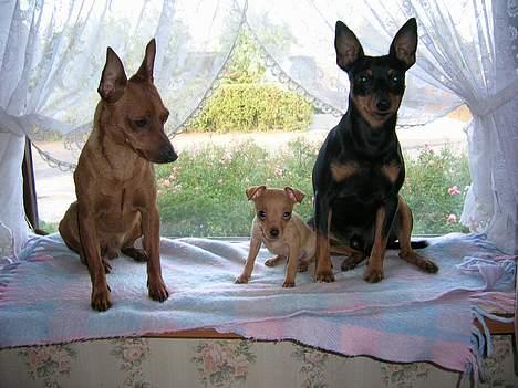 Dvaergpinscher Vigo - Her er jeg i vinduet det er mig den sorte billede 1