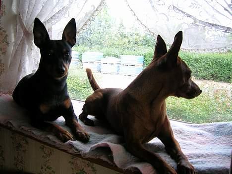 Dvaergpinscher Vigo - Her er jeg sammen med Hubert billede 2