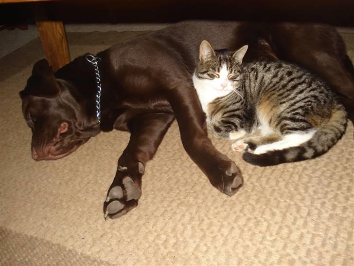 Labrador retriever Boxi - Mini mis ligger lige og putter med Boxi :-) De 2 elsker hinanden. billede 3