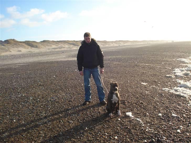Amerikansk staffordshire terrier Freja - Strandtur den 30/12-07 billede 6