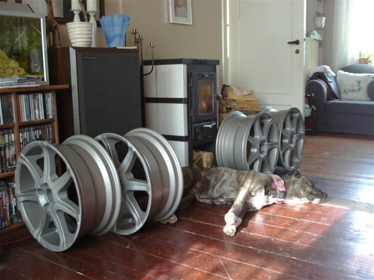 Amerikansk staffordshire terrier Freja - Mænd og deres alufælge og deres hund. *tsk tsk* billede 7