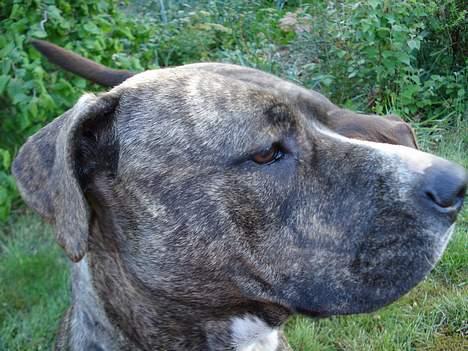 Amerikansk staffordshire terrier Freja - Hov hva er det der ovre..? billede 8