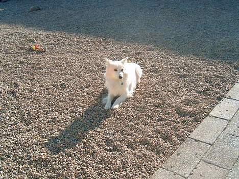 Blanding af racer Bailey - Bailey på 2½ år... billede 20