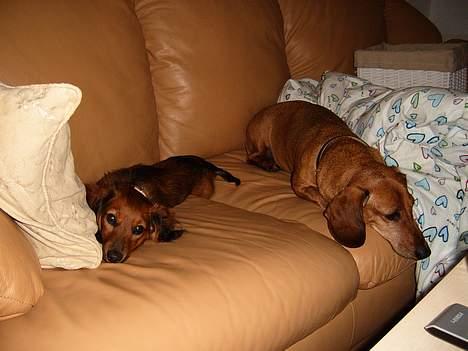 Dværggravhund Tulle RIP november 2012 - Gå en tur.... jamen vi har jo lige lagt os............ billede 11