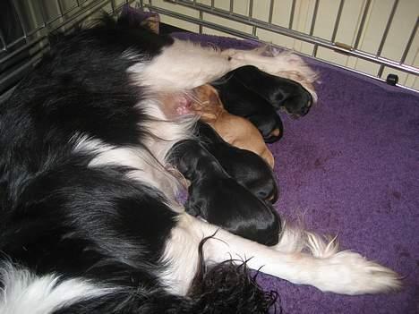 Cavalier king charles spaniel Mille - Mille med sine nyfødte hvalpe 21-5-07 billede 6