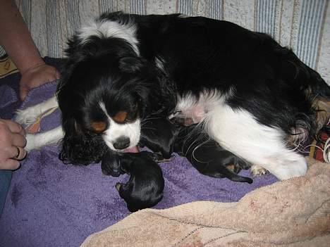 Cavalier king charles spaniel Mille - Den skal lige være helt tør bag ørerne :o) billede 7