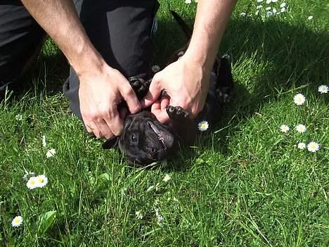 Staffordshire bull terrier shiva billede 3