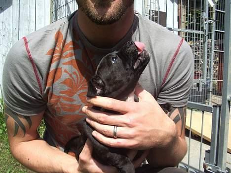 Staffordshire bull terrier shiva billede 4