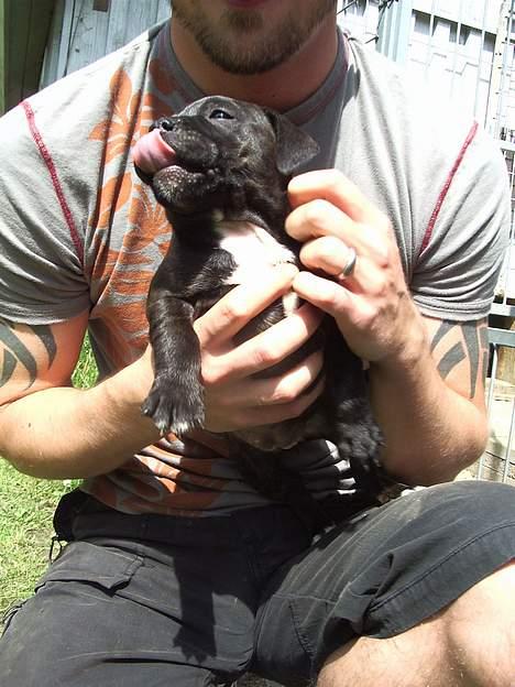 Staffordshire bull terrier shiva billede 5