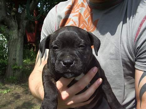 Staffordshire bull terrier shiva billede 6