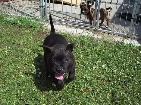 Staffordshire bull terrier shiva billede 7