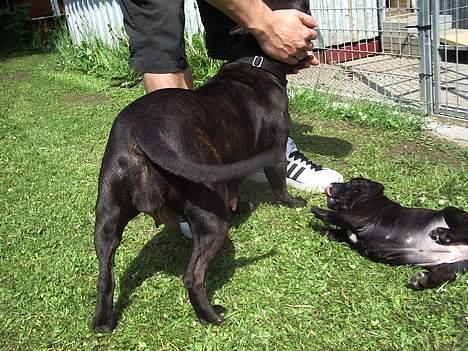 Staffordshire bull terrier shiva billede 8