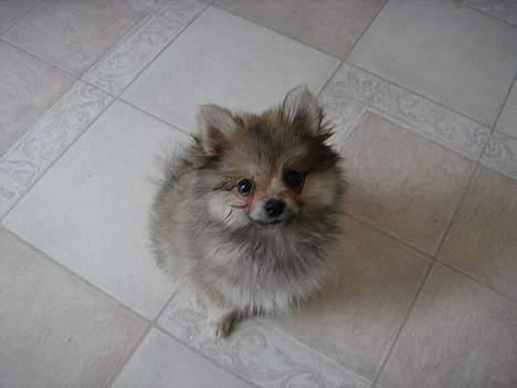 Pomeranian Vesterborgs Armani billede 6