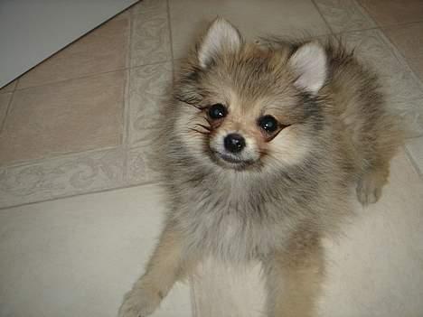 Pomeranian Vesterborgs Armani billede 7