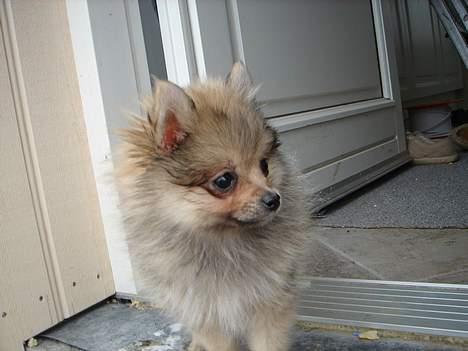 Pomeranian Vesterborgs Armani billede 8