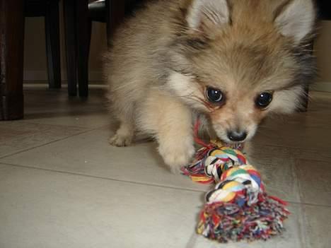 Pomeranian Vesterborgs Armani billede 9