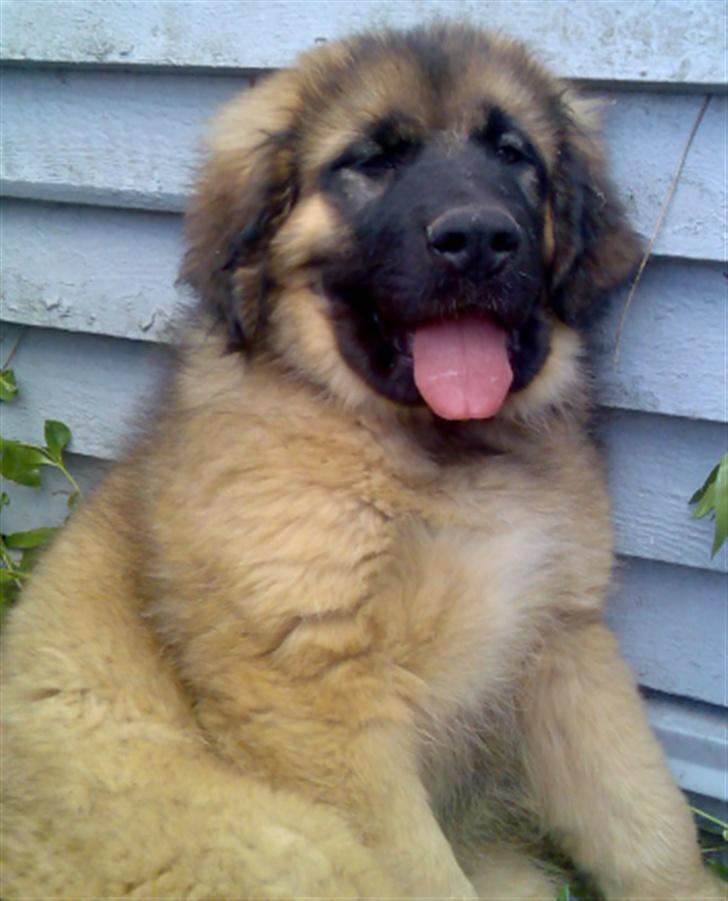 Leonberger Walther *RIP 2018* - Her er han 13uger gammel (20 maj 2007) billede 1