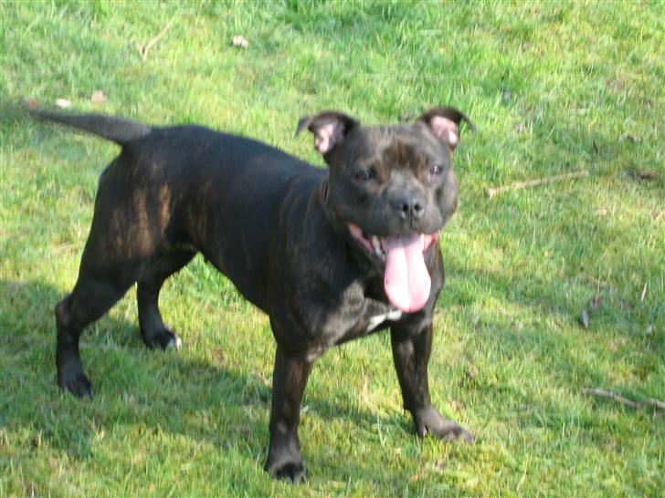 Staffordshire bull terrier *AYA* - *NYT* måske en smule forpustet billede 12