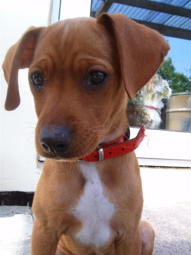 Blanding af racer Gucci billede 9