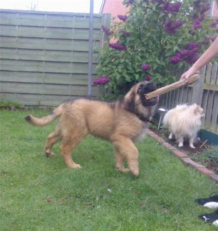 Leonberger Walther *RIP 2018* - 20 maj 2007 billede 3