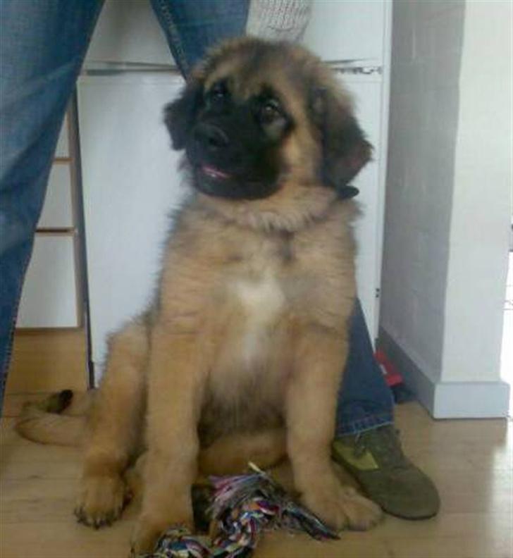 Leonberger Walther *RIP 2018* - 20 maj 2007 billede 4