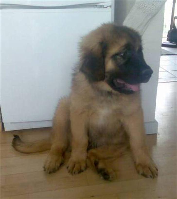 Leonberger Walther *RIP 2018* - 20 maj 2007 billede 5