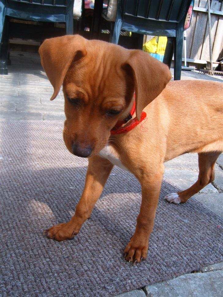 Blanding af racer Gucci - Er det ikke snart godt nok nu?  billede 10