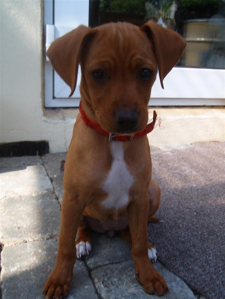 Blanding af racer Gucci billede 11