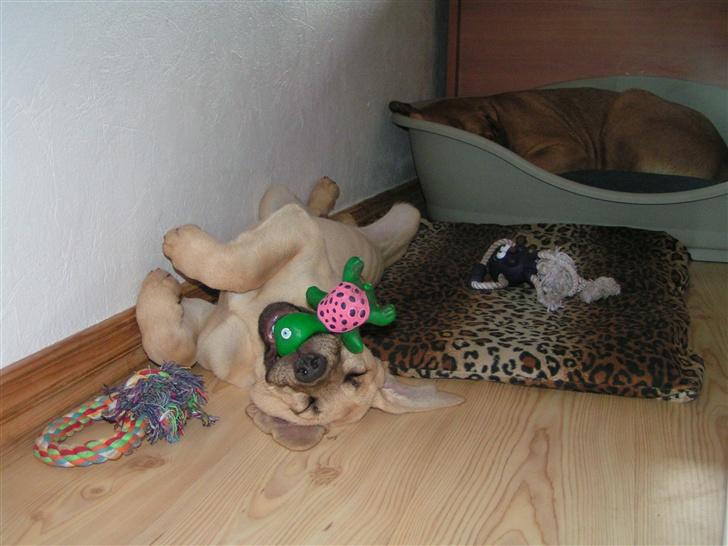 Broholmer Tjalfe - Tjalfe bruger "sut" billede 9