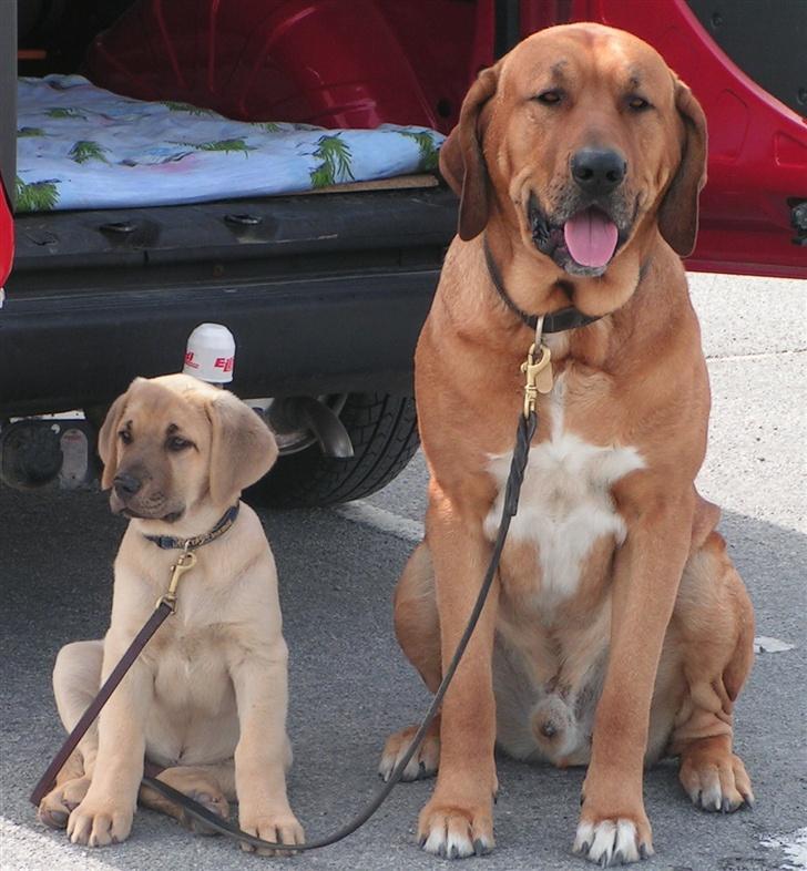 Broholmer Tjalfe - Tjalfe 12 uger og Aske billede 10