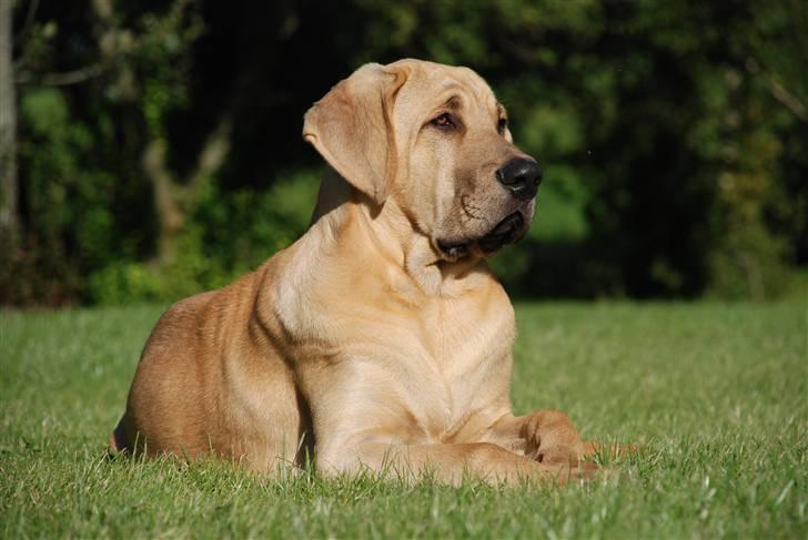 Broholmer Tjalfe - Smukke Tjalfe 6 mdr. billede 11