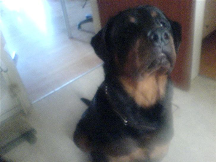 Rottweiler Darcho rip 16/10-09 - var? billede 19