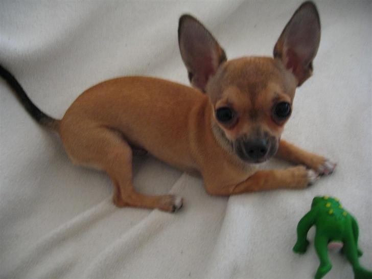 Chihuahua Ludvig billede 17