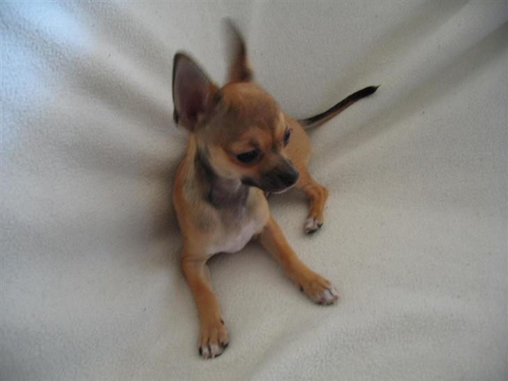 Chihuahua Ludvig billede 18