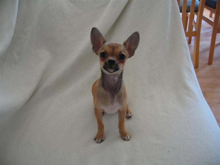 Chihuahua Ludvig billede 19