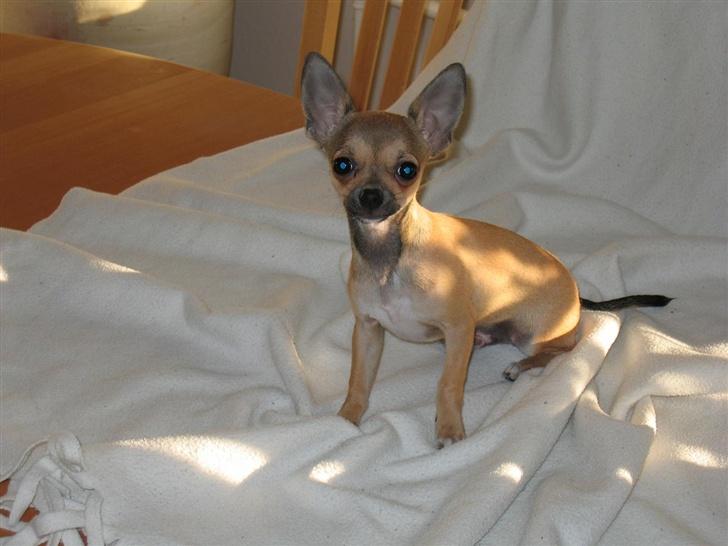 Chihuahua Ludvig billede 20