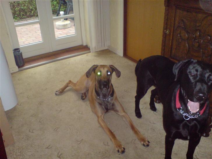 Blanding af racer Grand danois og Dobermann billede 7