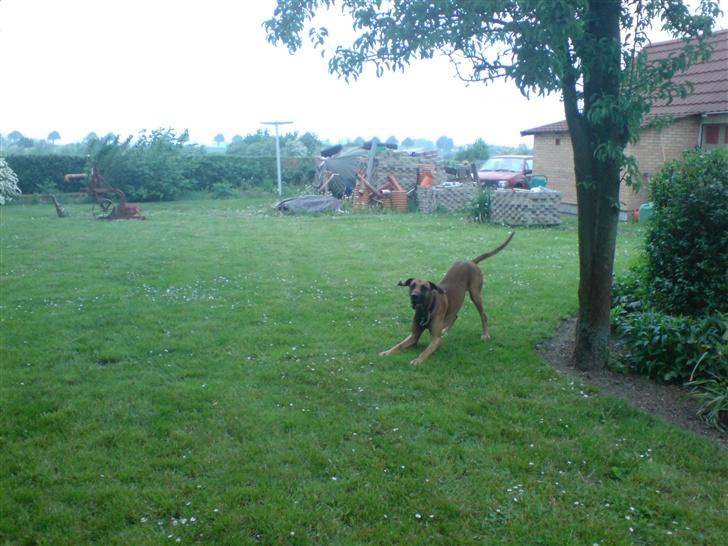 Blanding af racer Grand danois og Dobermann billede 8