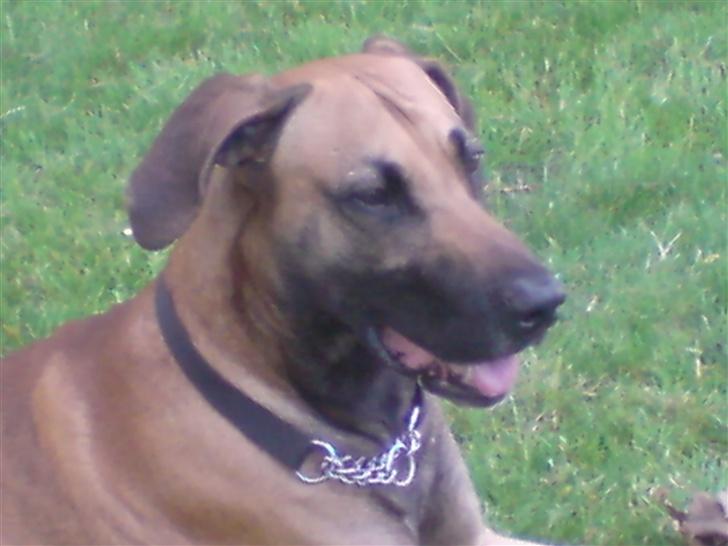 Blanding af racer Grand danois og Dobermann billede 10