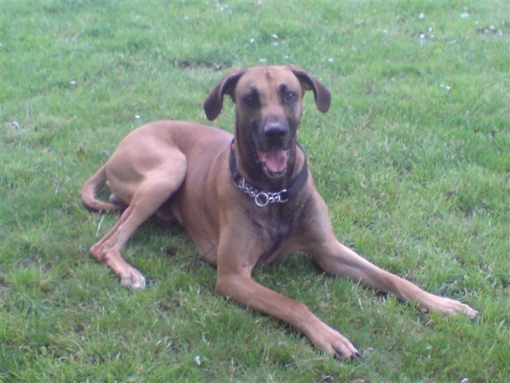 Blanding af racer Grand danois og Dobermann billede 14