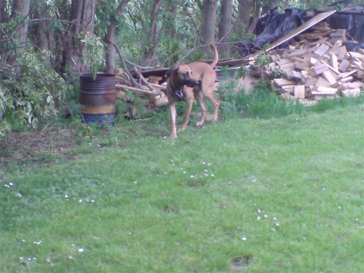 Blanding af racer Grand danois og Dobermann billede 15