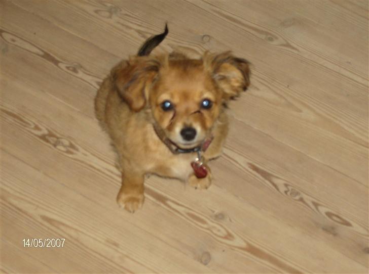 Blanding af racer molly billede 2