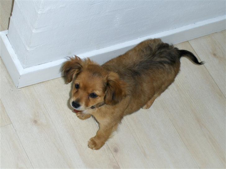 Blanding af racer molly billede 3