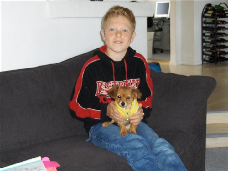 Blanding af racer molly billede 4