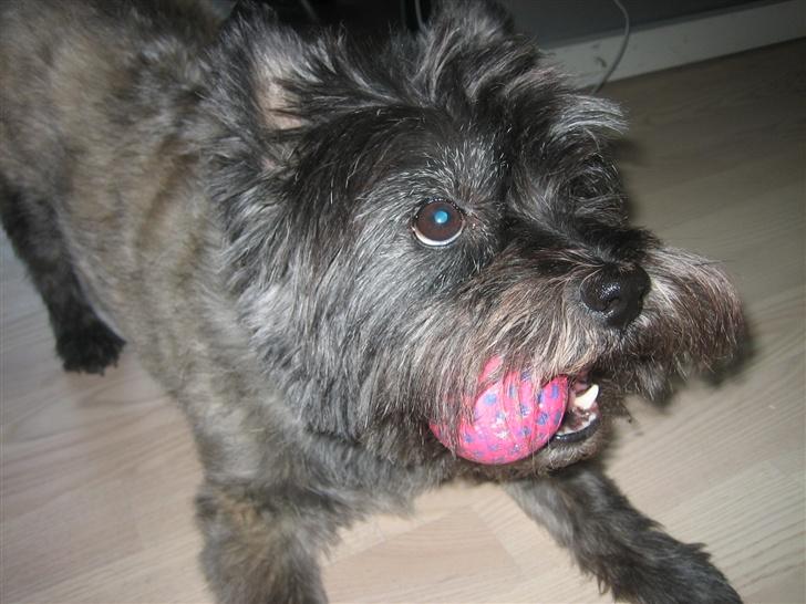 Cairn terrier Zimba billede 8