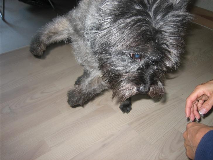 Cairn terrier Zimba billede 9